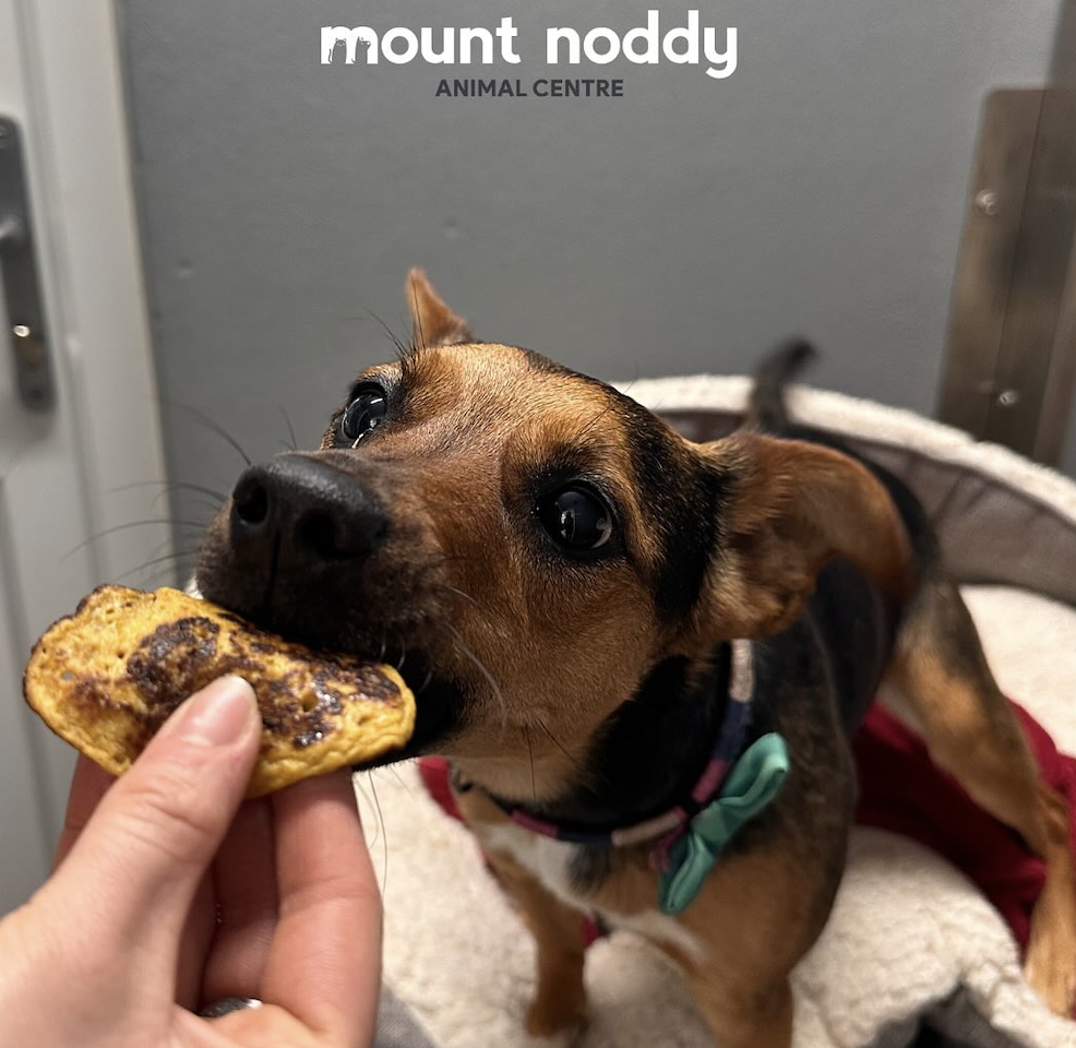 Photo of a dog at Mount Noddy animal centre eating a piece of food from a volunteer's hand, with a piece of text at the top reading 'mount noddy animal centre'.